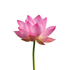 Pink lotus flower with stem, close up shot, isolated on transparent background