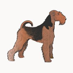 Airedale Terrier dog animal illustration vector