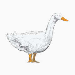 White duck animal illustration vector