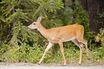   Side view of a deer walking by the forest.