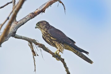  Merlin in a tree on a branch.