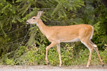  White tailed deer walking next to forest.