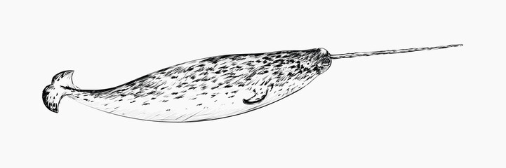 Narwhal sketch animal illustration vector © Rawpixel.com