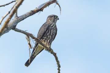  Small Merlin perched on a branch.