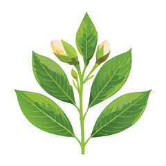 Plant with Green Leaves and White Buds