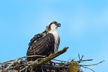  An alert osprey perched in its nest.
