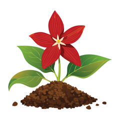 Single Red Trillium Flower in Brown Soil