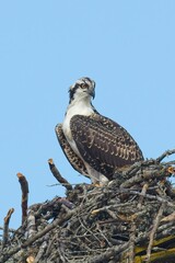  Portraiture of an osprey in a nest.