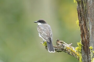  Back side of an eastern kingbird.