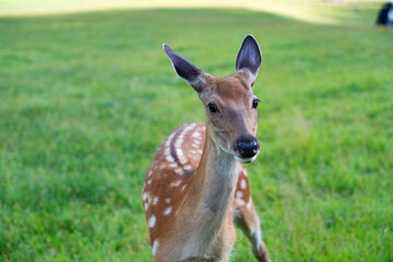 Fototapeta premium Sika deer，Sika on the grassland