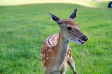 Sika deer，Sika on the grassland