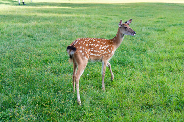 Sika deer，Sika on the grassland