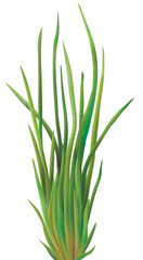 vector illustration of plant