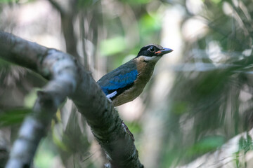 Naklejka premium Mangrove Pitta Pitta megarhyncha Brightly colored with a black mask, green-and-black wings.