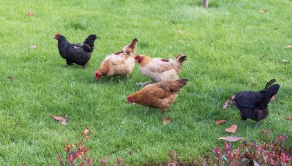 Free-range chickens of different colors walk and peck at grass on a green lawn in Istanbul. Natural poultry farming concept.