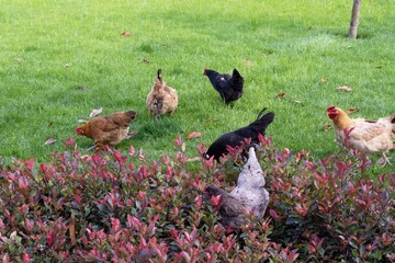Free-range chickens of different colors walk and peck at grass on a green lawn in Istanbul. Natural poultry farming concept.