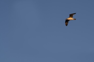 Seagull flying in clear blue sky during golden hour. Minimalist wildlife photo with bird in motion and copy space. Natural freedom, flight, and sky concept.

