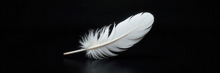 Obraz premium Single white feather floats on black, fine details visible , simple, bird