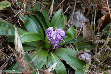 ショウジョウバカマ