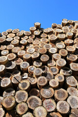 伐採され積み上げられた木材