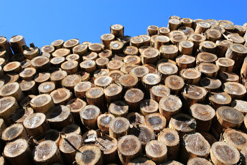 伐採され積み上げられた木材