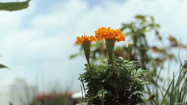 Flor de cempas&uacute;chil