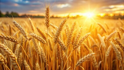 Fototapeta premium Warm sunlight filters through the golden wheat stalks