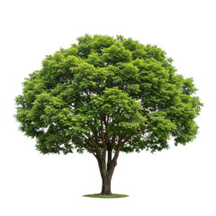Full green tree with a dense crown, isolated on transparent background