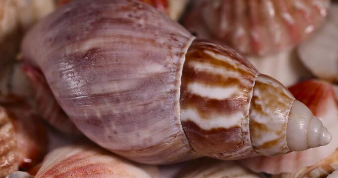 shells of marine mollusks in a pile, dumped together empty washed shells of snails and other mollusks