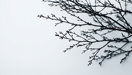 Fototapeta premium Bare tree branches against a light background