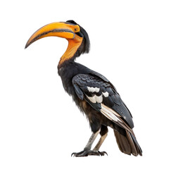 Obraz premium A hornbill bird with a long, curved beak and black and orange feathers, standing against a transparent background.
