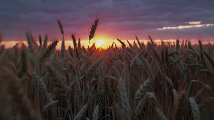 Breathtaking 4K footage of golden barley or wheat fields swaying during golden hour the setting sun casting rich highlights on the crops ideal for agriculture nature and rural farm concepts