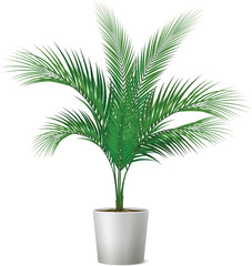 palm tree in a pot