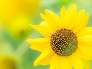 Obraz premium 夏から秋の公園や花壇を彩るヒマワリ（ミニヒマワリ）のある風景。自然風景素材。日差しでやわらかくボケた景色。ぼんやりした花畑のイメージ。