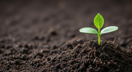 Young green sprout growing from rich dark soil isolated on white background