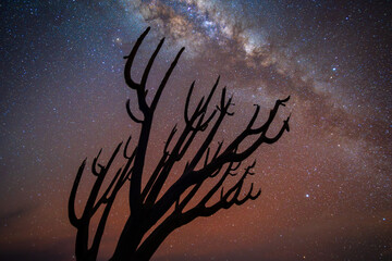 A striking silhouette of a native Chilean tree stands against a vibrant night sky, with the Milky Way galaxy stretching across a field of twinkling stars in the Coquimbo Region.