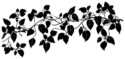 Silhouette of Bougainvillea vine border decoration