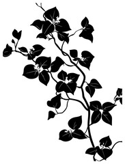 Bougainvillea vine silhouette border decoration