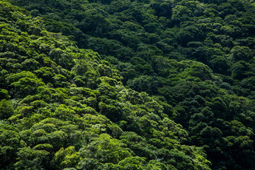 奄美大島の夏の空。