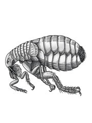 Detailed Vintage Illustration of a Flea