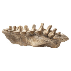 Obraz premium Fossilized Dinosaur Vertebral Column Segment Displaying Robust Features