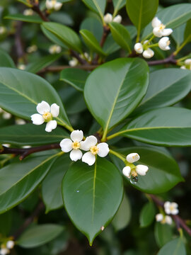 Ilex vomitoria commonly known as Yuapon Holly in Florida nature, closeup
