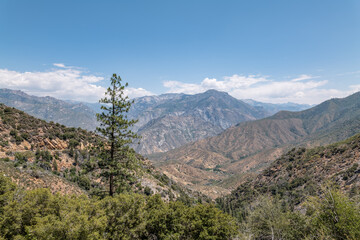 A pine is any conifer tree or shrub in the genus Pinus  of the family Pinaceae.  California State Route 180. Sequoia National Forest / Giant Sequoia National Monument. Kings Canyon