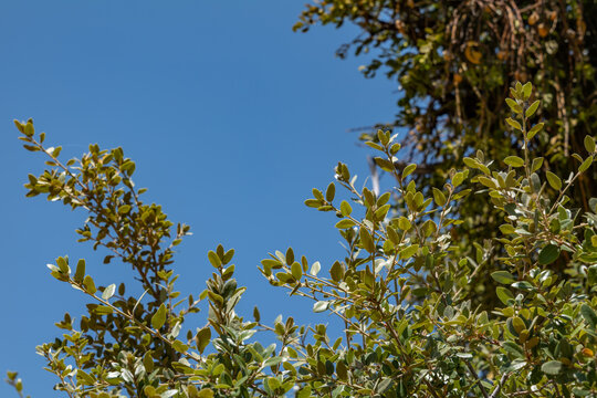 Quercus chrysolepis, commonly termed canyon live oak, canyon oak, golden cup oak or maul oak. California State Route 180. Sequoia National Forest / Giant Sequoia National Monument. Kings Canyon