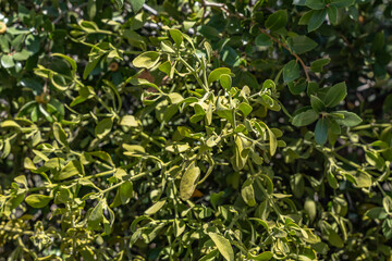 Phoradendron villosum, flowering plant sandalwood family, Pacific mistletoe and oak mistletoe. California State Route 180. Sequoia National Forest / Giant Sequoia National Monument. Kings Canyon