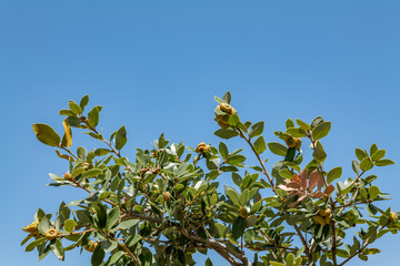 Quercus chrysolepis, commonly termed canyon live oak, canyon oak, golden cup oak or maul oak. California State Route 180. Sequoia National Forest / Giant Sequoia National Monument. Kings Canyon
