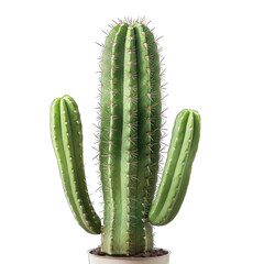 Green cactus with ribbed texture
