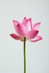 Fototapeta premium Single pink lotus blossom, minimalist white backdrop, pink, spiritual