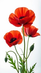 Vibrant red poppies, delicate petals, stark white backdrop, leaf, graphic, artwork
