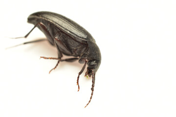 Darkling beetles, one of the largest families of beetles, lie on their side on a white background.